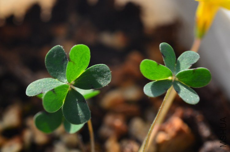 Oxalis lobata mini��Ҷ�ƻ�����20121115 002.JPG