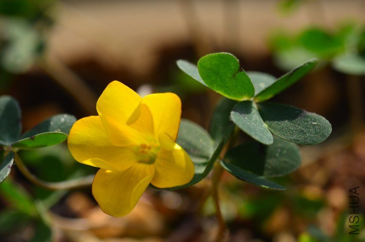 Oxalis lobata mini��Ҷ�ƻ�����20121127 003.JPG