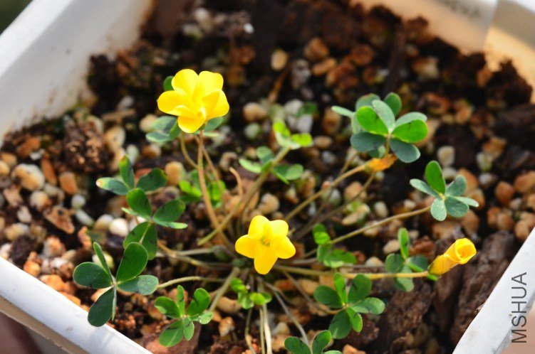 Oxalis lobata mini��Ҷ�ƻ�����20121208 003.JPG