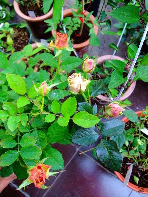DSCF0250.JPG