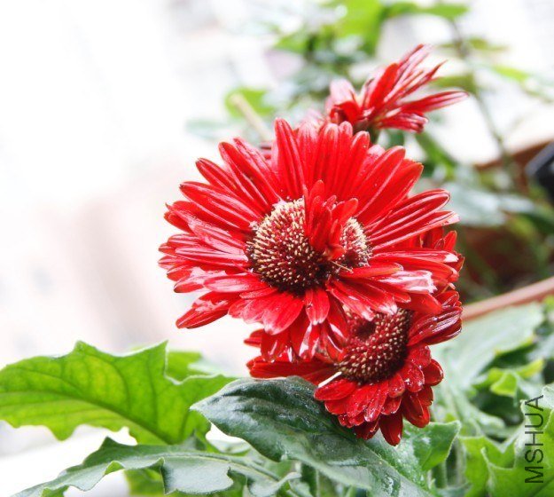 �䰡 �춳���� 