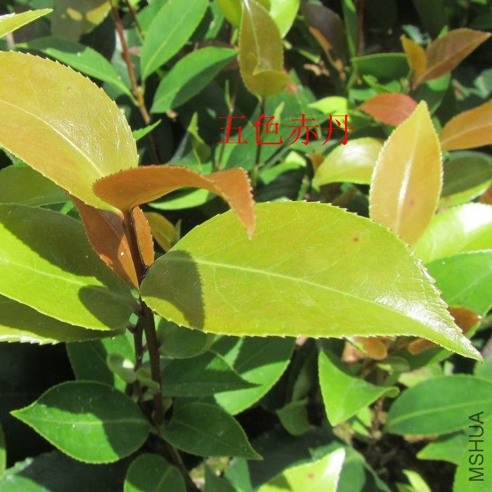 ��ɫ�൤ (20)_����.jpg