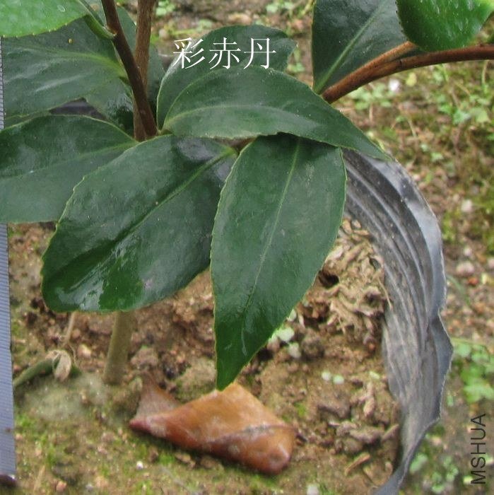 �ʳ൤ (7)_����.jpg