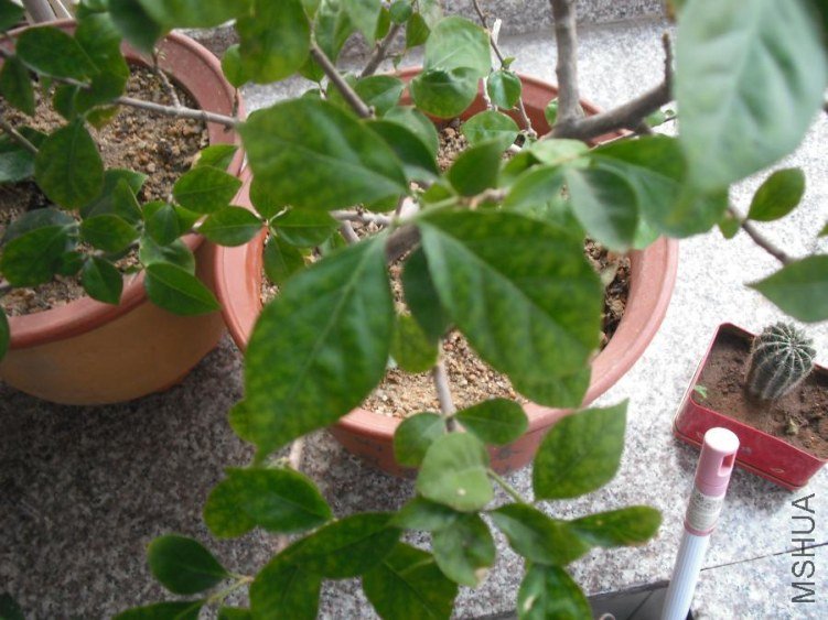 DSCF0255.JPG