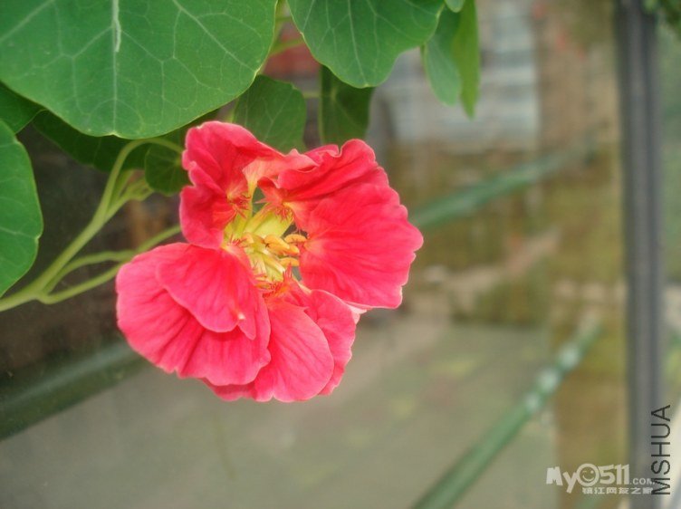 1205211332c766ea0a90e5d746[1].jpg