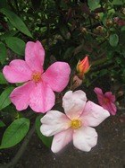 9387-Mutabilis__2_.JPG