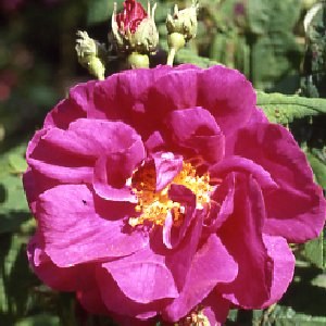 rosagallicaofficinalis.jpg