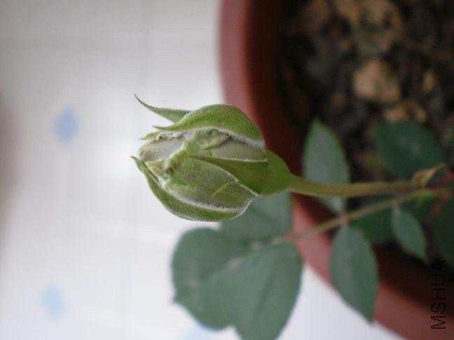 nEO_IMG_PC170058.jpg