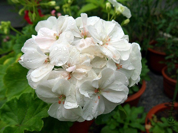 ����  9.4.jpg