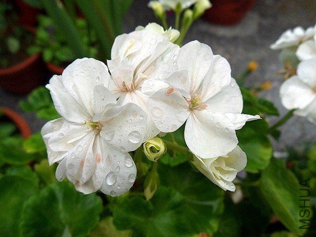 ���� 9.4.jpg