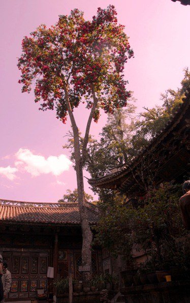 World Tallest reticulata, about 18 meters-SS.jpg