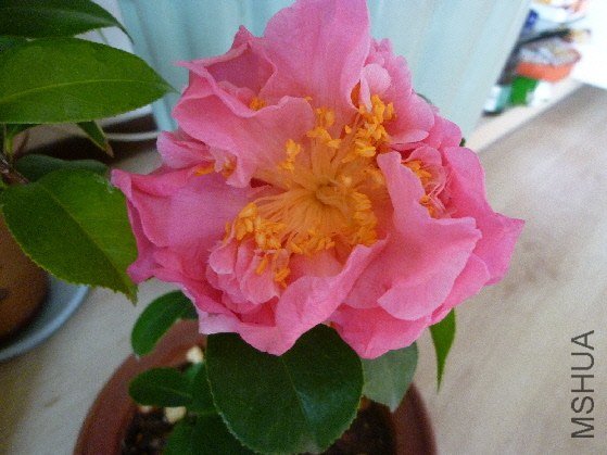 P1030544(2).JPG