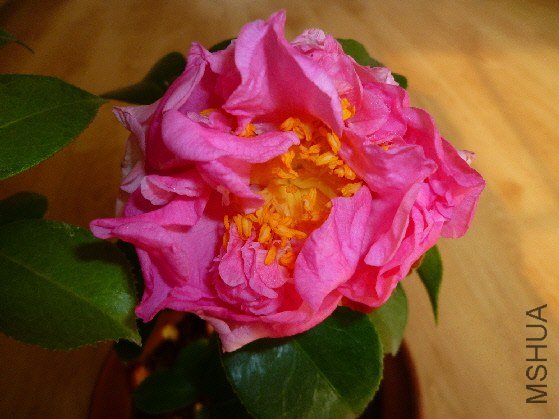P1030540(2).JPG