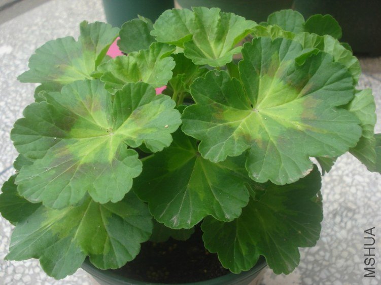 ���ĺ�õ��