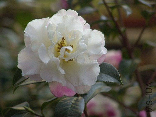 DSC04563.jpg