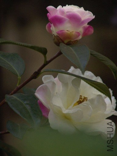 DSC04565.jpg