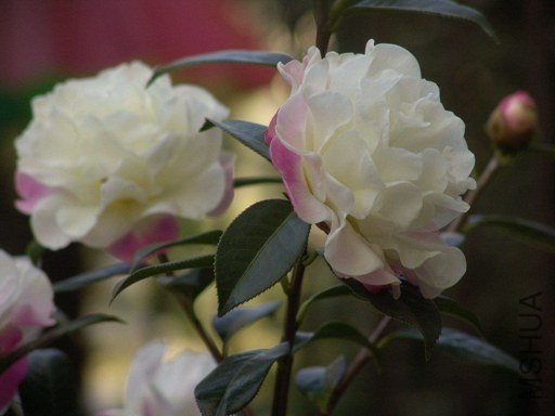 DSC04567.jpg