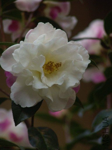 DSC04568.jpg