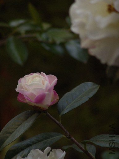 DSC04569.jpg