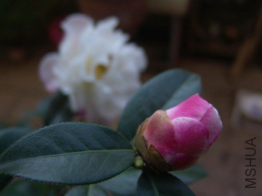DSC04570.jpg