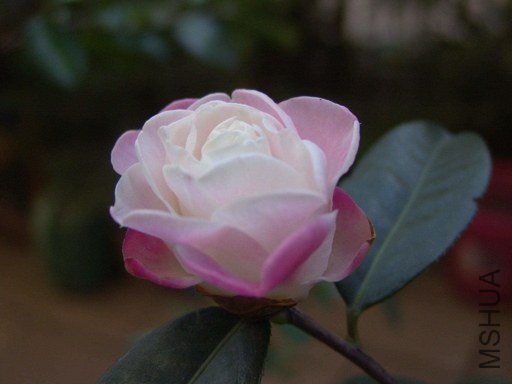 DSC04571.jpg