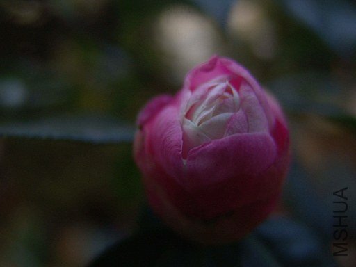 DSC04572.jpg