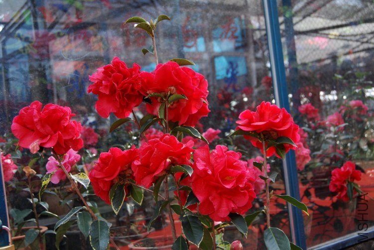 Yunnan Camellia Flower-GR.jpg