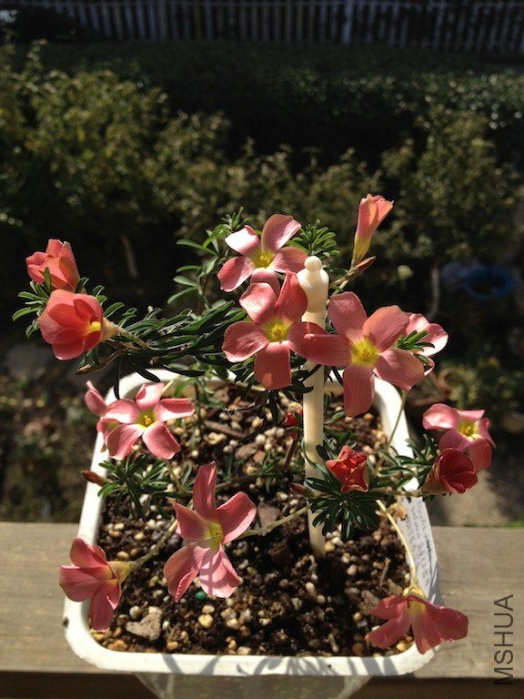 Oxalis hirta salmon ��ɫ����20121209 001 ��ؐ.JPG