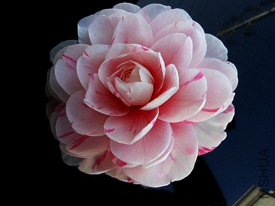DSCN2997.jpg