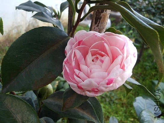 DSCN2989.jpg