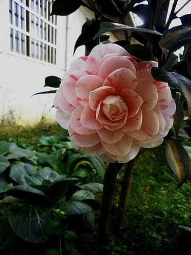 DSCN2988.jpg