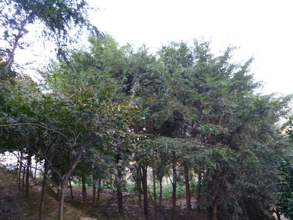 P1020882.JPG
