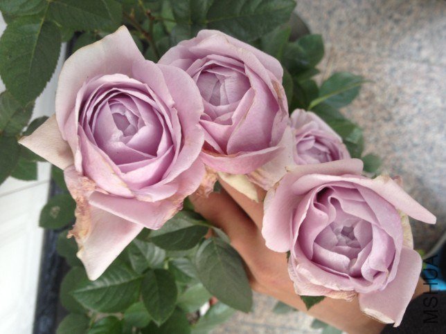 QQ��ͼ20121230201420.jpg