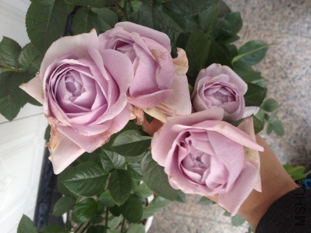 QQ��ͼ20121230201527.jpg