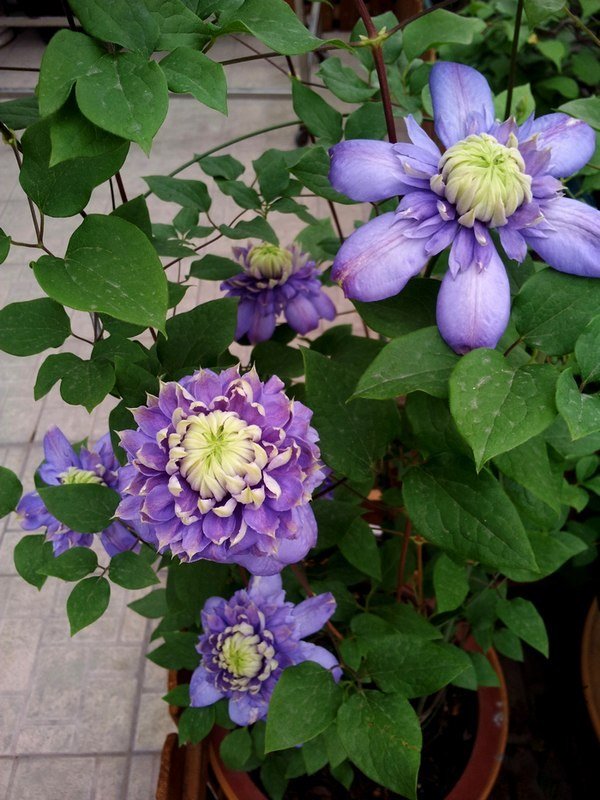 20120420_064030-0.jpg