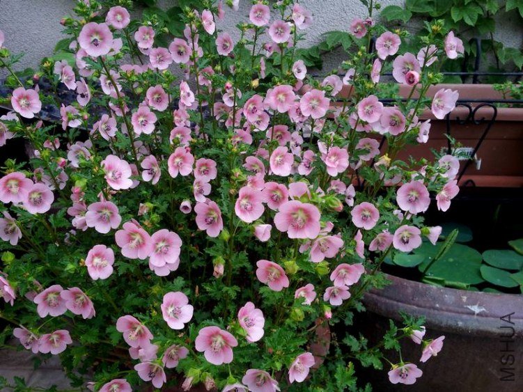 20120430_124901-0.jpg