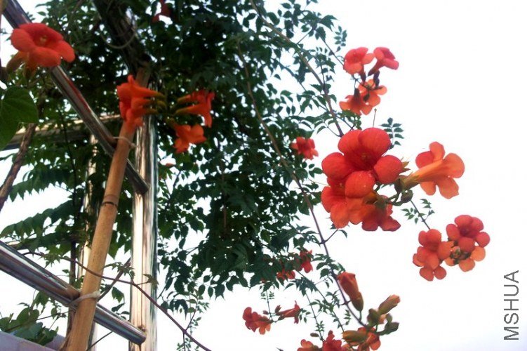 20120608_184831-0.jpg