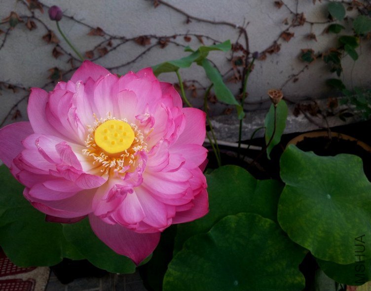 20120705_061957-0.jpg