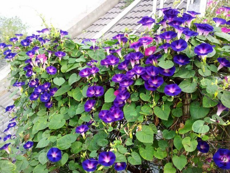 20120909_081233-0.jpg