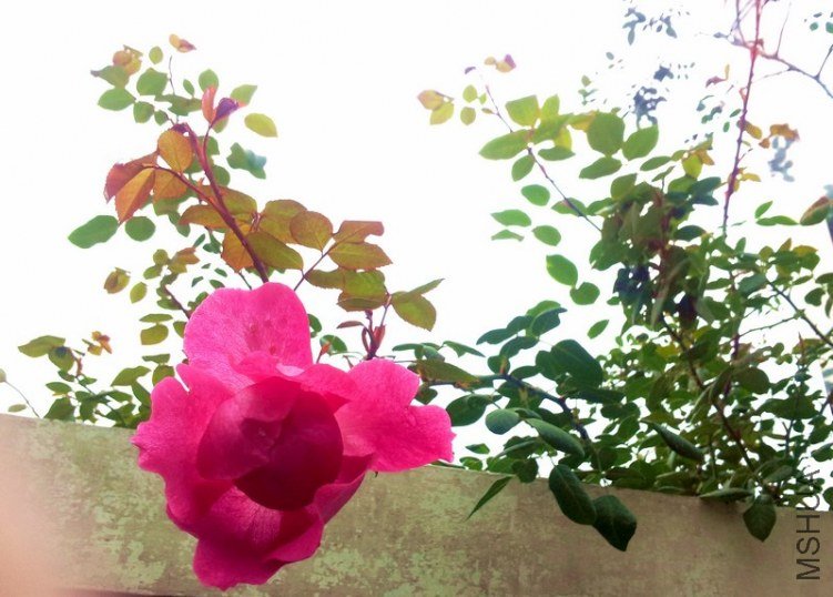 20121201_130417-0.jpg