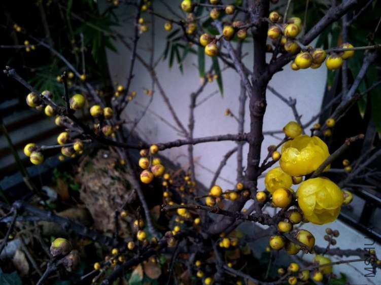 20121229_075012-6001.jpg