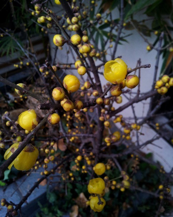 20121229_075037-600.jpg