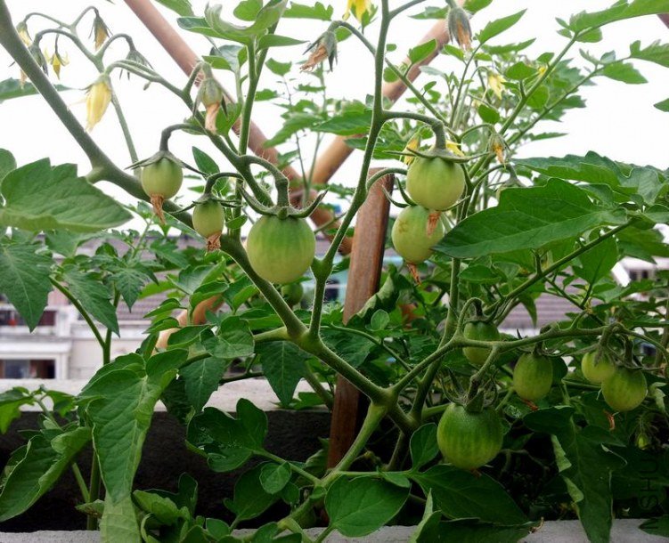 20120610_171201-0.jpg