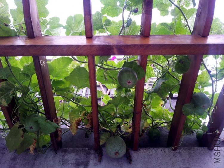 20120630_054510-0.jpg