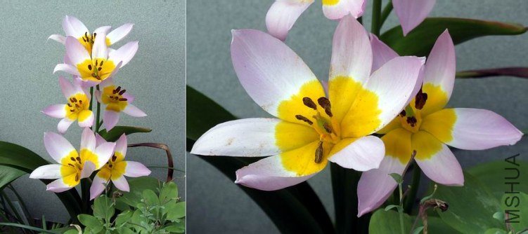 Tulipa saxatilis.jpg