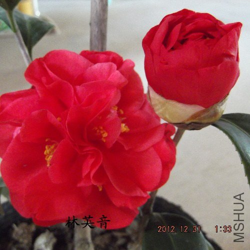 DSCF4251.jpg