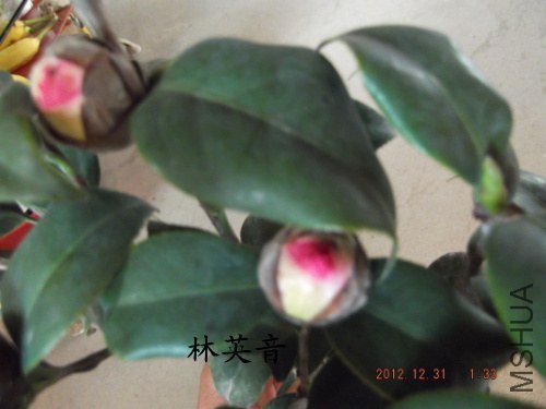 DSCF4248.jpg