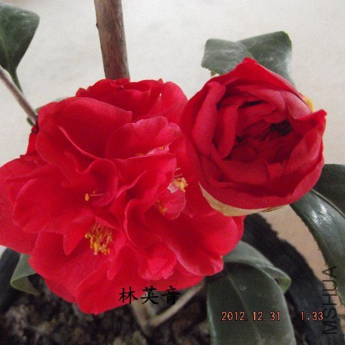 DSCF4249.jpg