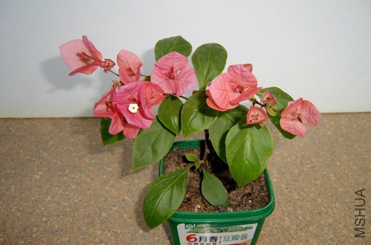 SV400551_����.JPG