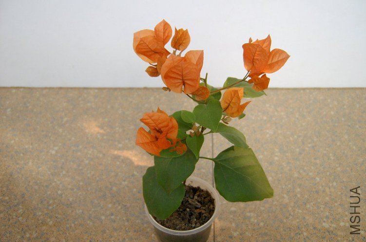 SV400560_����.JPG